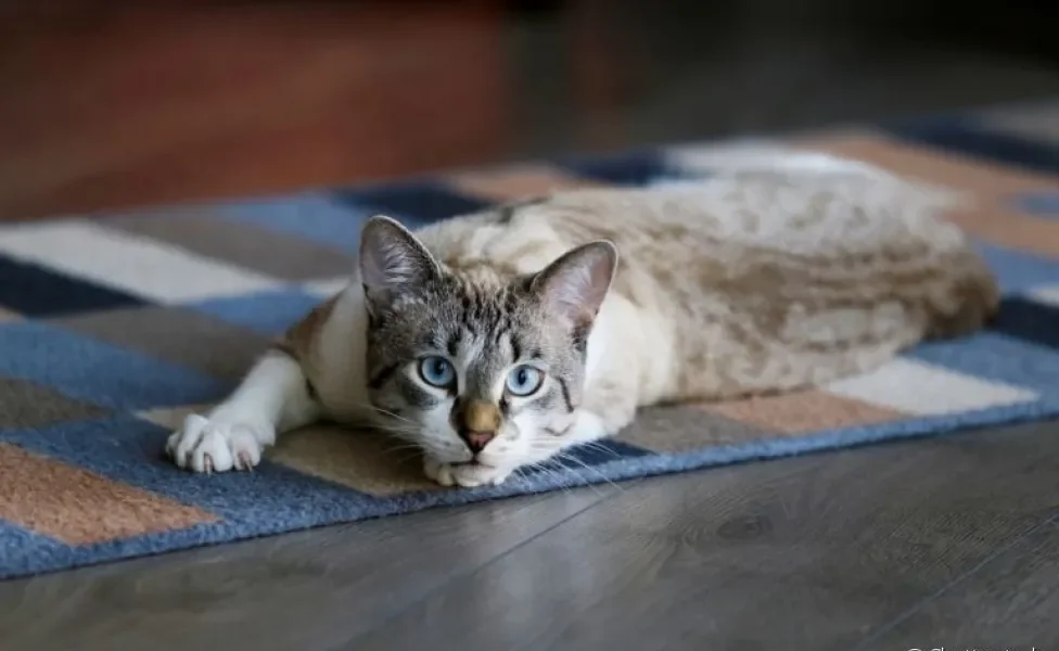 Manter o gato dentro de casa contribui para que ele viva uma vida mais longa e tranquila ao seu lado!