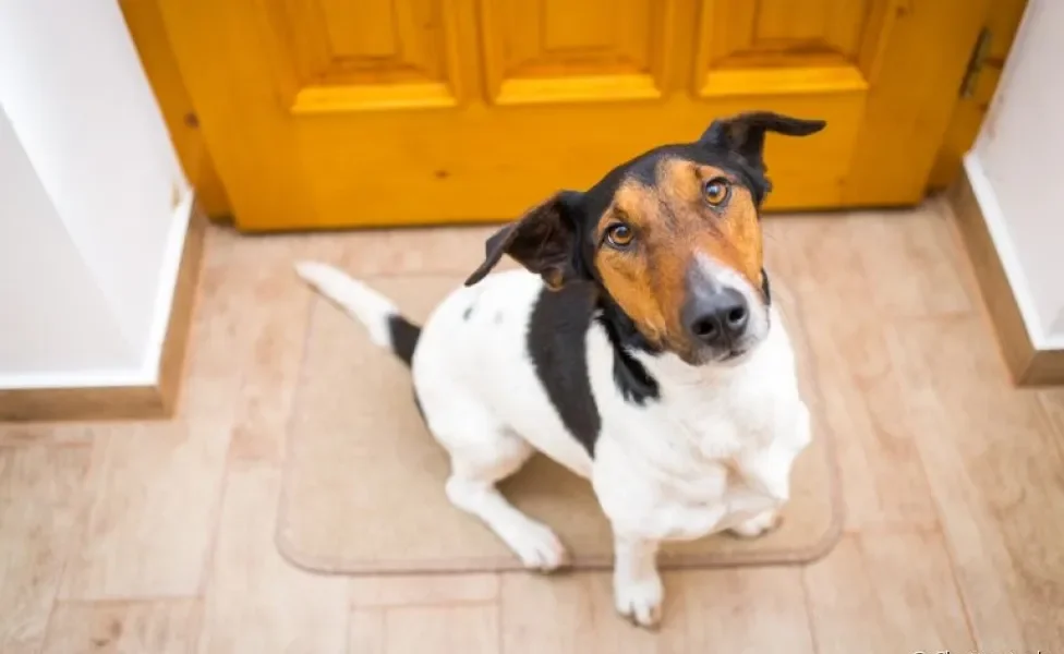 Um adestrador de cachorro deu as dicas para melhorar o problema do cachorro que pula nas visitas