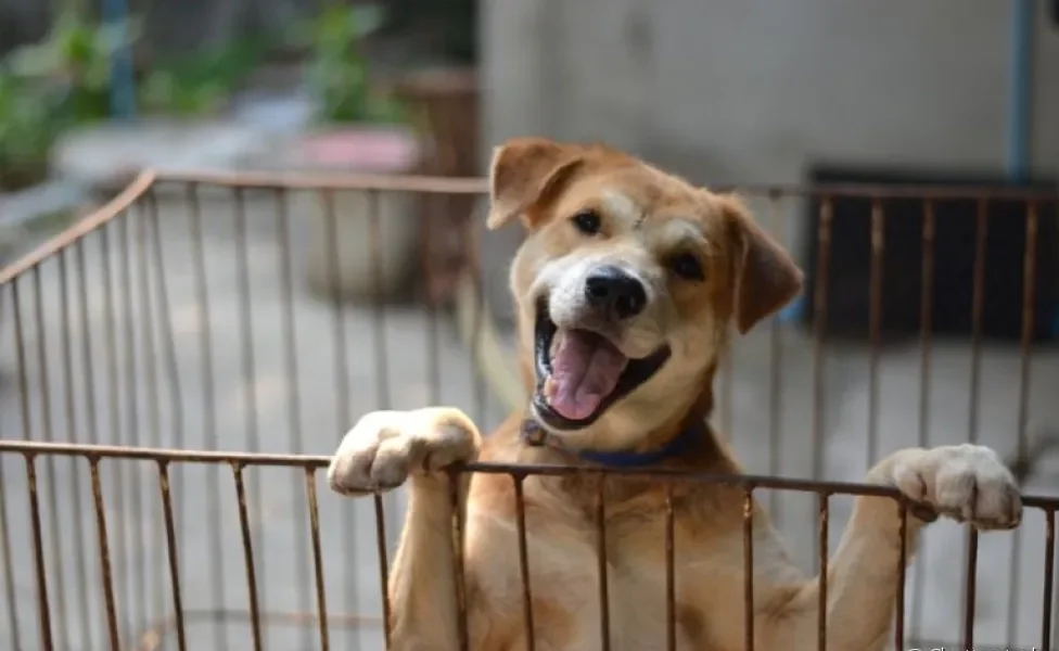 O cercado para cachorro precisa ser utilizado com responsabilidade para não traumatizar o animal!