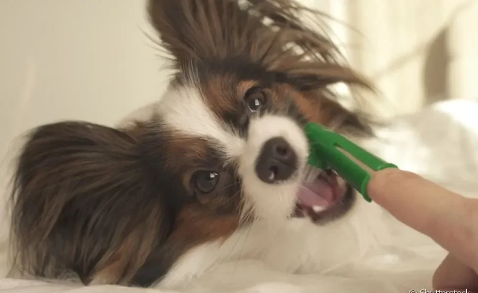 Como escovar os dentes do cachorro? Separamos algumas dicas e passos que vão te ajudar nessa tarefa!