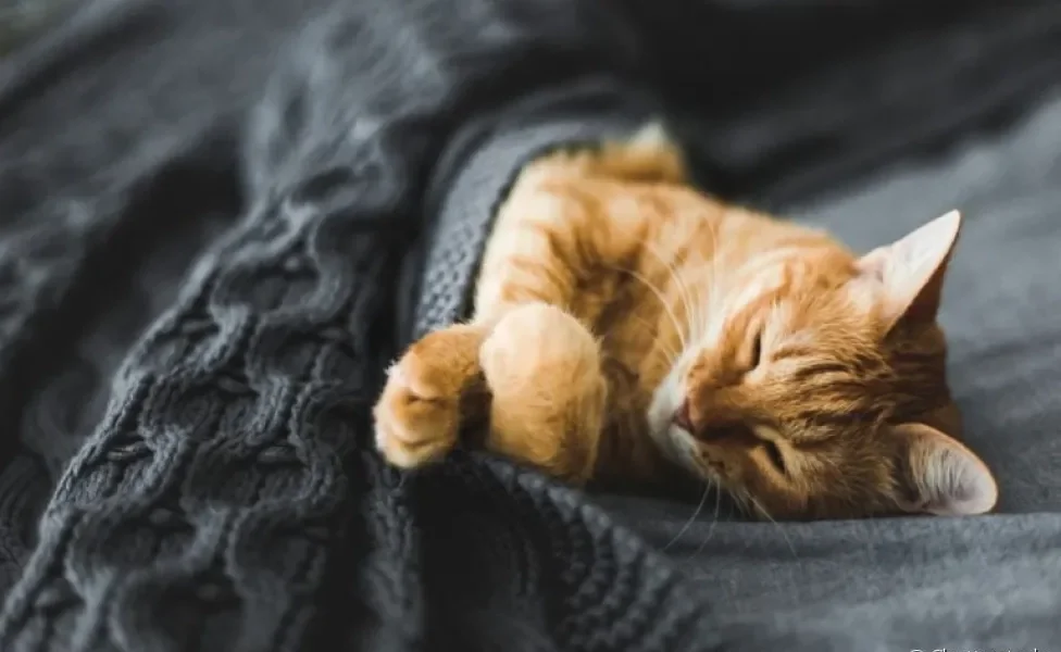 Dormir com o gato é uma atividade cheia de vantagens para vocês dois: dá uma olhada!