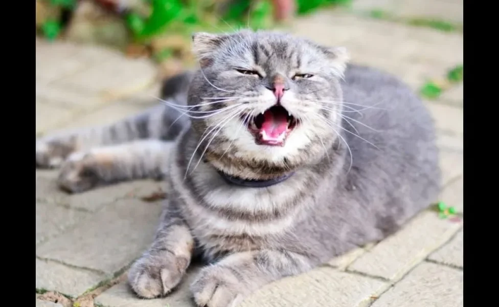 Gato espirrando pode significar muitas coisas. Antes de ir ao veterinário, observe como está e se há secreção