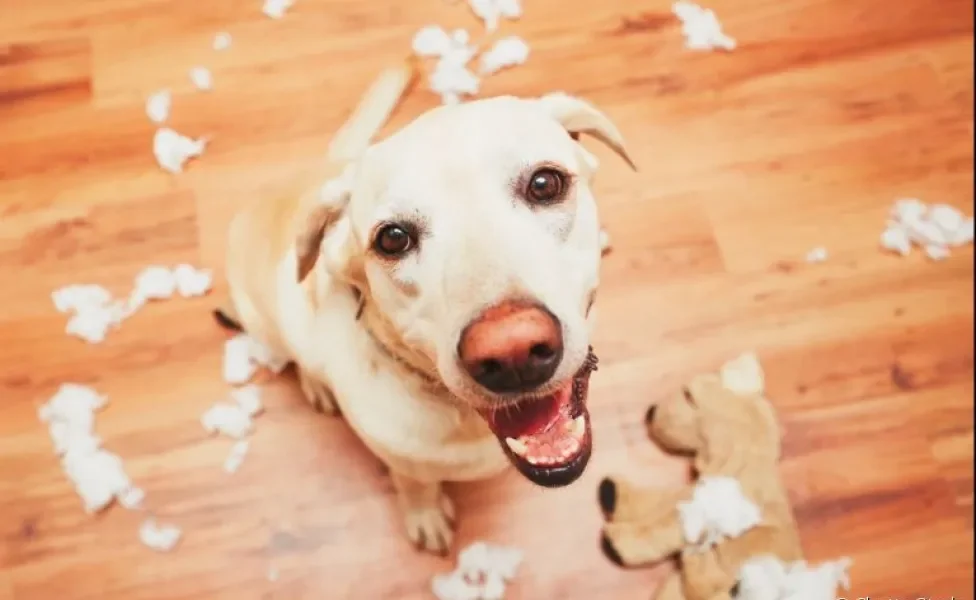 Repelente para cachorro: em caso de destruição de móveis e objetos, esse produto pode te ajudar a educar o cãozinho!