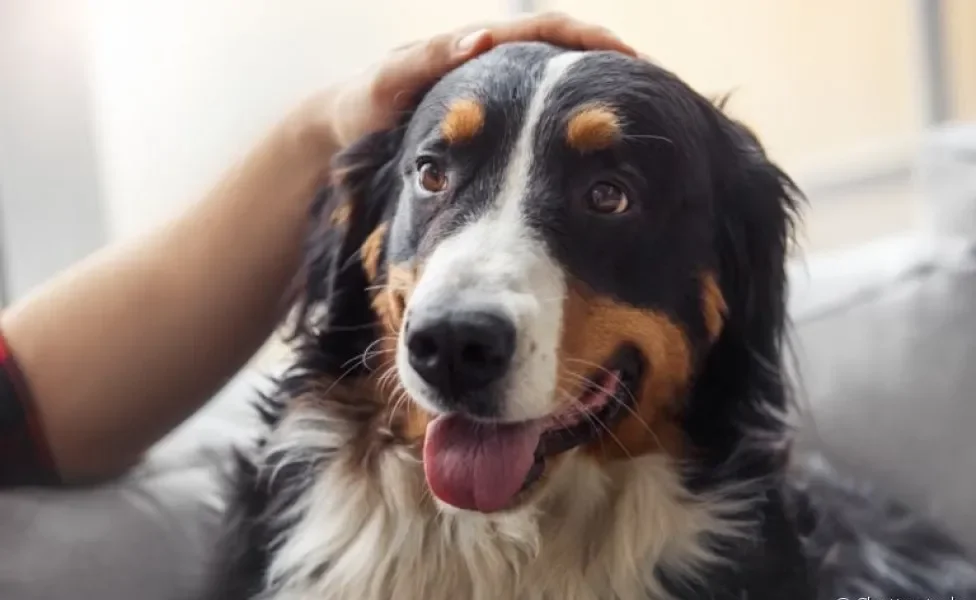  O vermífugo para cães é um medicamento indispensável para deixar a saúde do seu pet em dia 