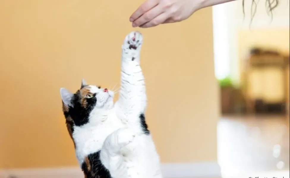 Aprender como adestrar um gato não é difícil: os felinos também podem aprender truques e outros comandos!
