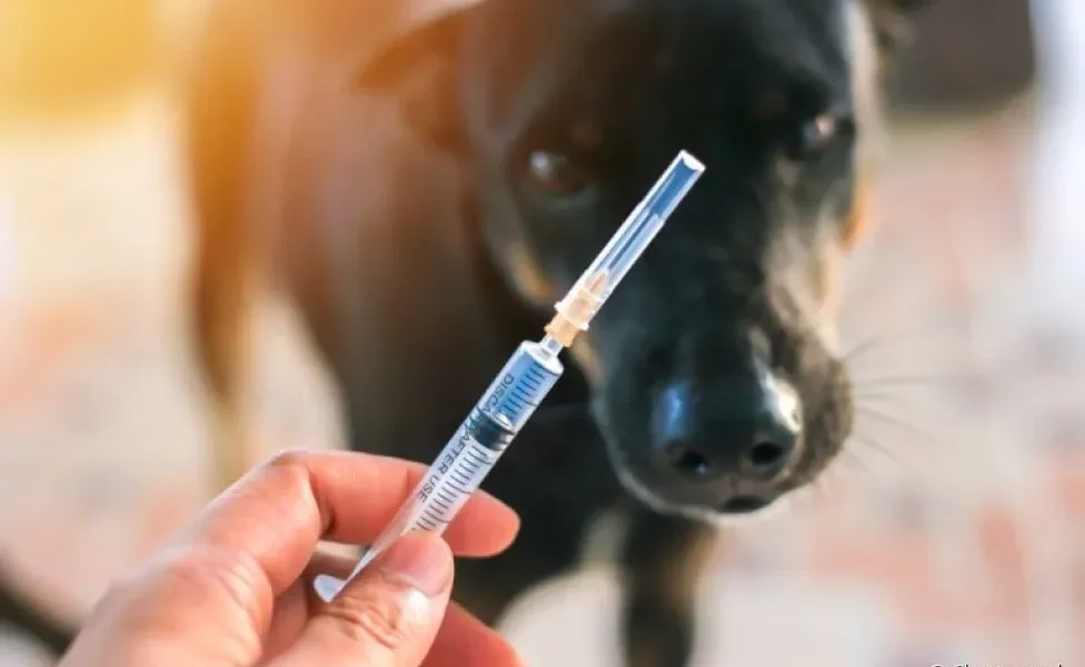 A vacina para cachorro sempre vai ser a melhor forma de proteger e cuidar do seu amigo