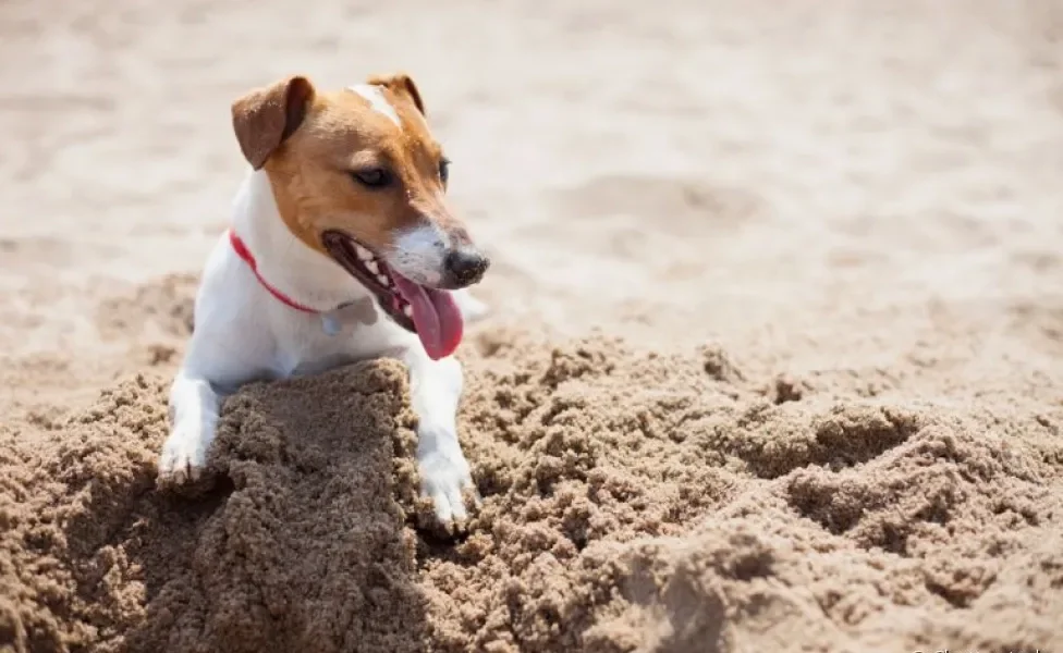  Cachorro cavando: comportamento pode ter várias motivações por trás. Entenda melhor! 