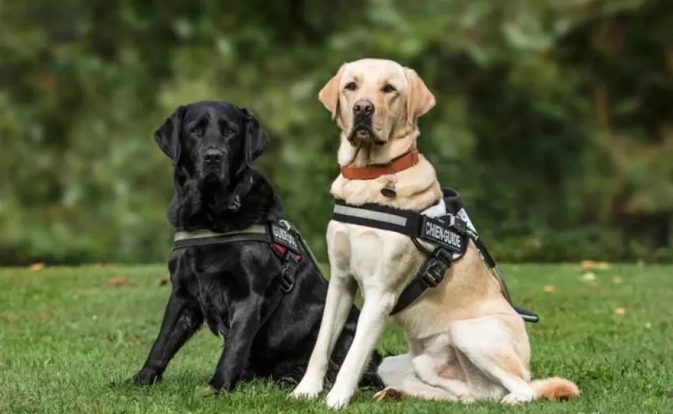 O cão-guia é determinante na independência de pessoas com deficiência visual. Entenda abaixo como funciona o treinamento!
