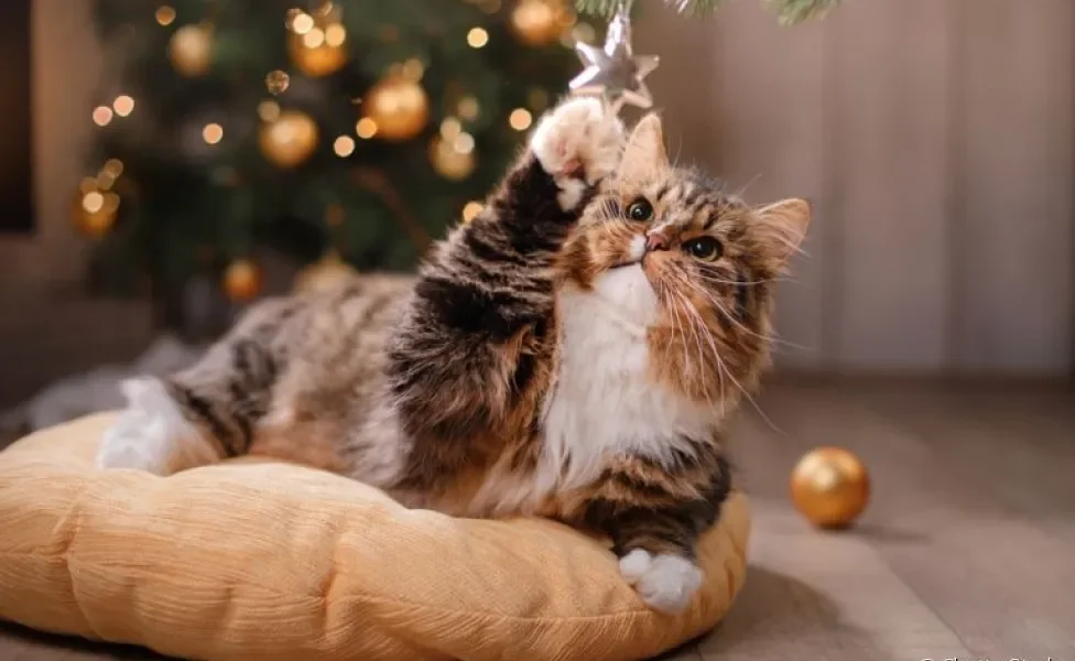Luzes que piscam e enfeites: gatos e árvores de natal possuem uma relação bem curiosa!