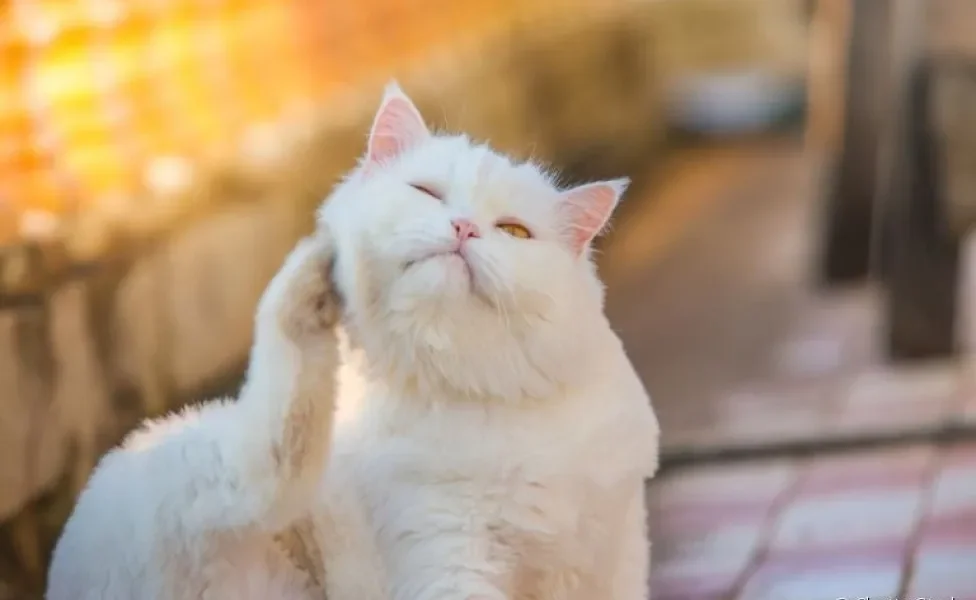 Dermatite em gatos: a coceira intensa é o principal sintoma do problema