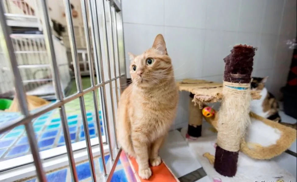  Hotel para gatos é uma alternativa para que seu amigo fique seguro durante a sua viagem 