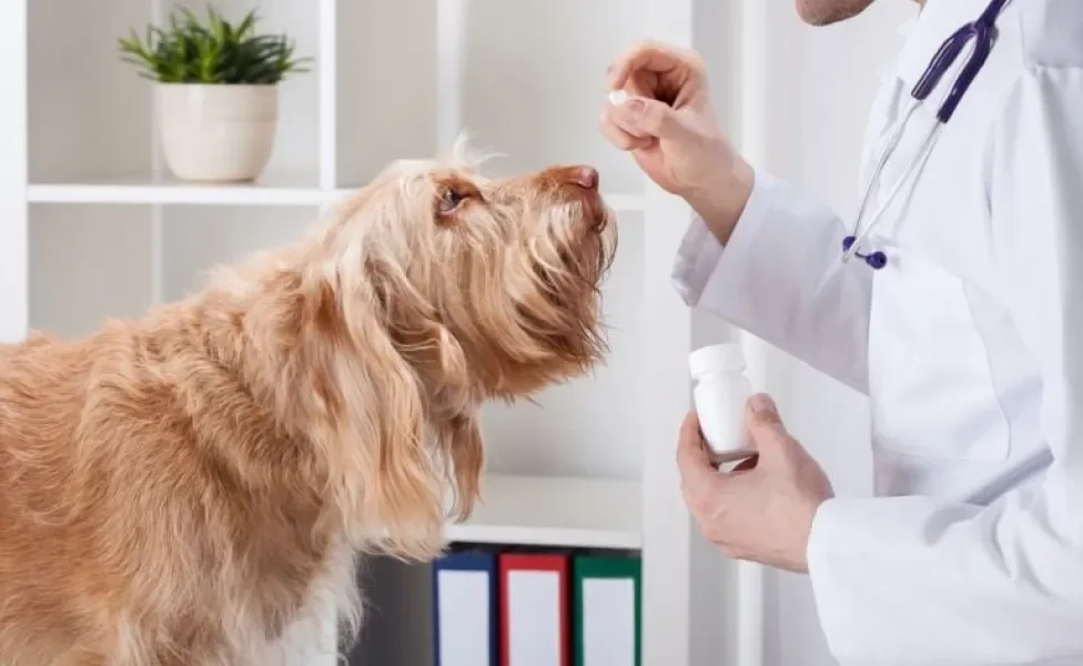 Anti-inflamatório para cachorro: entenda quando o medicamento é recomendado por veterinários