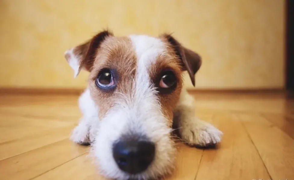 Saber quais os sintomas de cachorro envenenado pode salvar a vida do seu amigo.