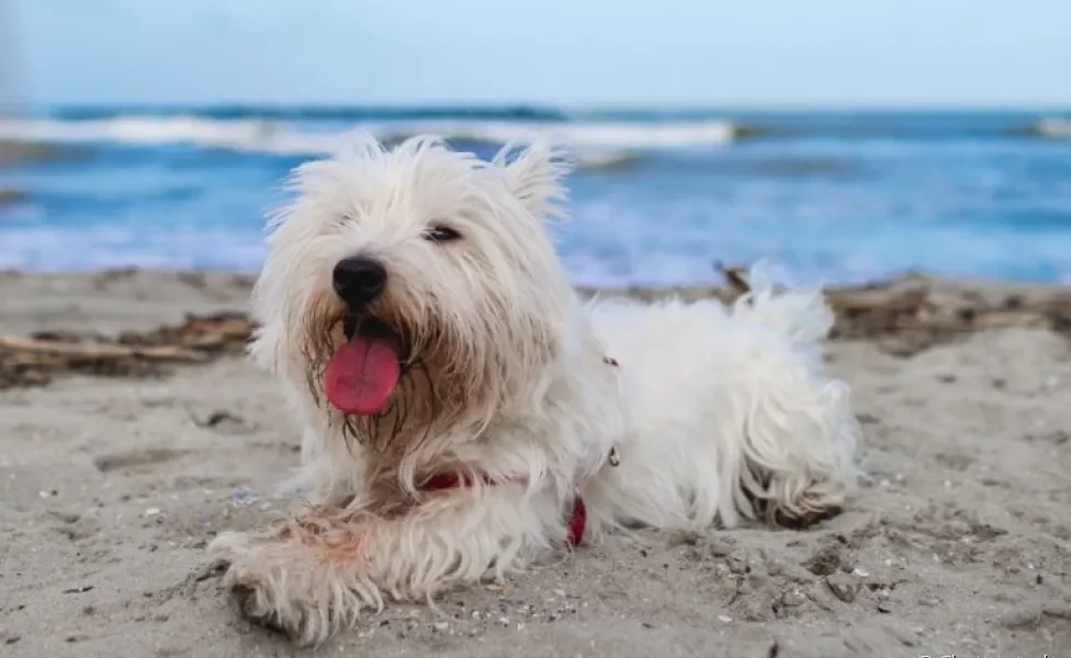 Descubra quais são as principais doenças que o cachorro na praia pode ter