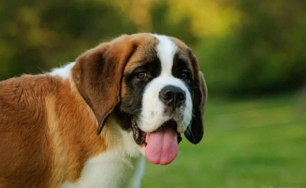  São Bernardo: conheça mais sobre o cachorrinho (ou cachorrão) super obediente 