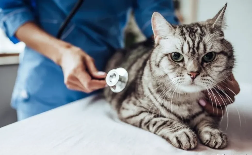 Plano de saúde para gatos: saiba escolher a melhor opção para o seu pet!
