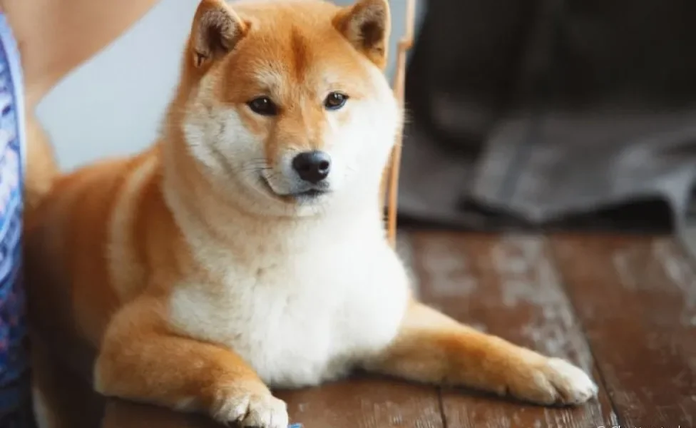 Conheça mais sobre o cachorro Shiba Inu!
