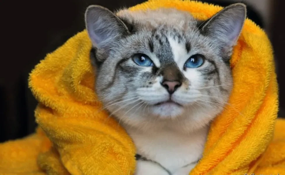 O banho a seco para gatos pode ser feito com produtos específicos ou lenços umedecidos