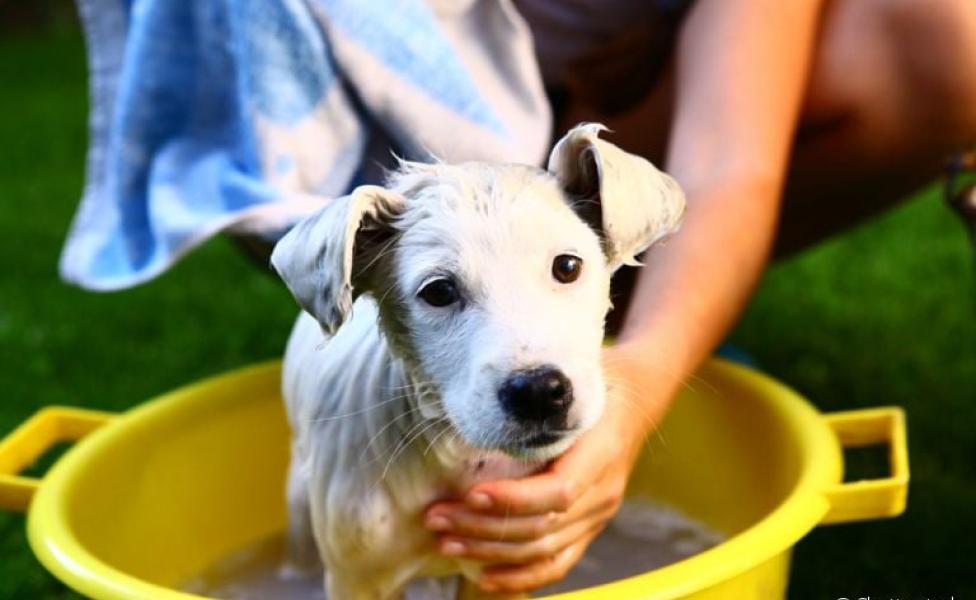 Aprenda a dar banho em filhote de cachorro da forma correta!
