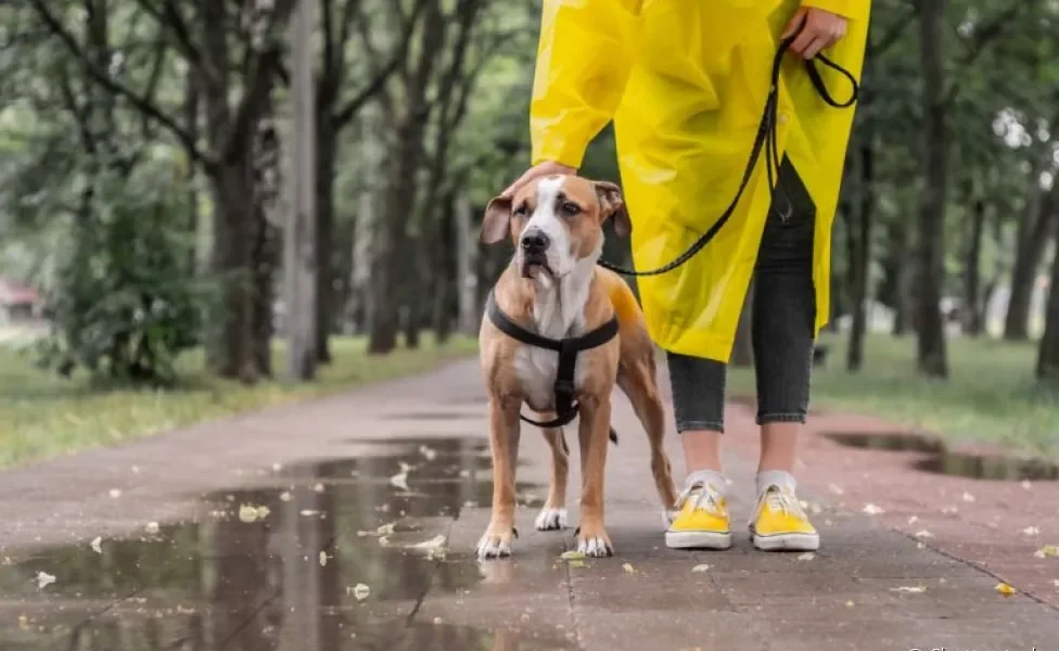 Cuidar de cachorro nos dias de muita chuva, principalmente em áreas de risco, é fundamental para preservar a saúde e vida do seu amigo!
