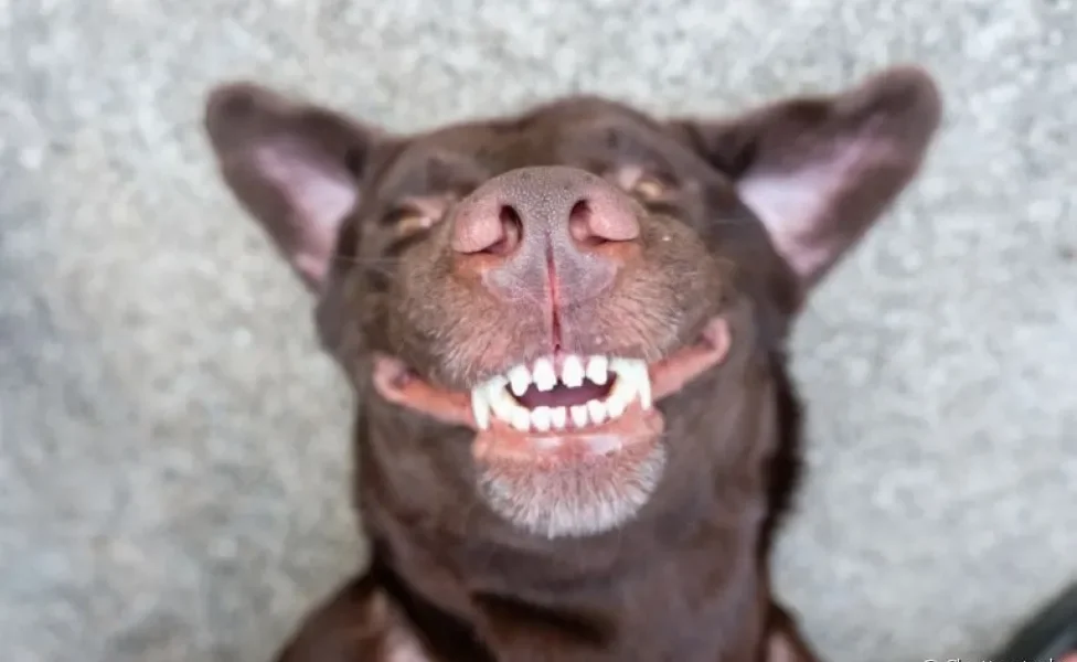 Dor de dente em cachorros: descubra como identificar e ajudar o seu amigo