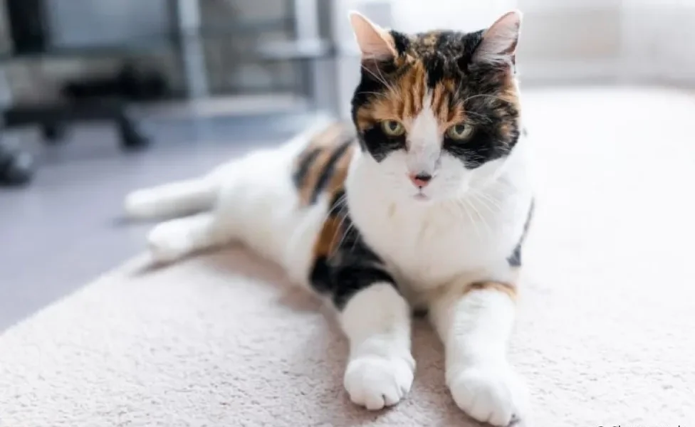 Pancreatite em gatos: saiba mais sobre a doença que afeta o pâncreas dos felinos