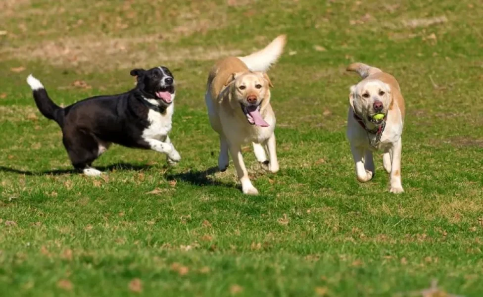 Parque para cachorros: um lugar onde seu amigo pode brincar, socializar e gastar energia