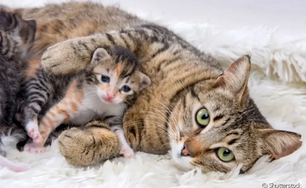 Gestação de gato: separamos algumas dicas de cuidados para te ajudar a lidar com esse período!