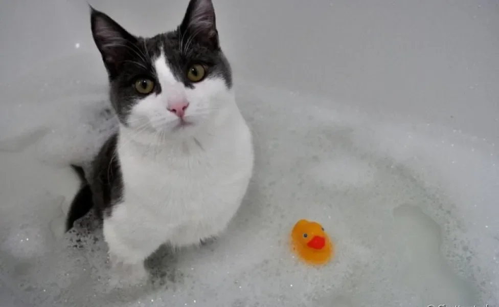 Shampoo para gatos: você sabe qual o melhor para usar caso o seu bichano precise de um banho?