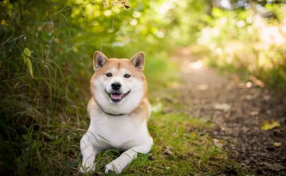 O Shiba Inu é um cachorro apaixonante. Conheça todas as características da raça!