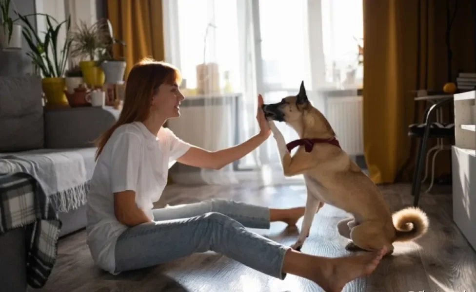 Comandos para cachorro: você mesmo pode adestrar o seu amigo em casa. Veja como! 