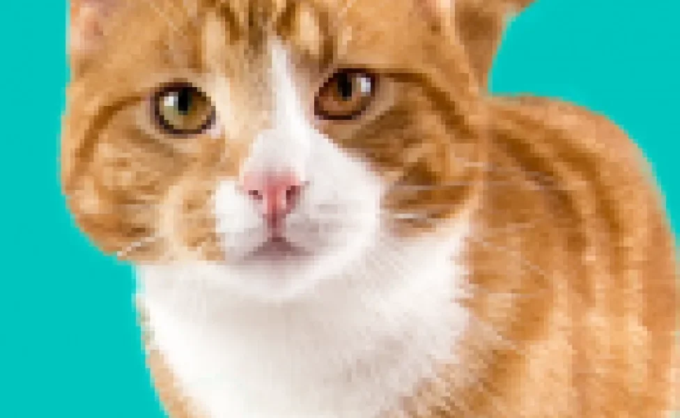 Linguagem dos gatos: entenda de uma vez por todas como os gatos se comunicam