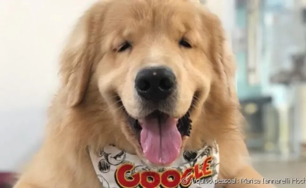 O @googlethegolden teve papiloma canino e sua tutora nos explicou como foi!