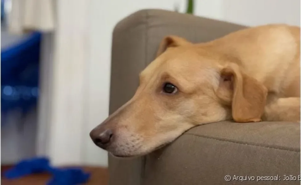 Comportamento canino: cachorro latindo muito? Estressado? Carente? Veja os efeitos mais comuns da quarentena nos cães