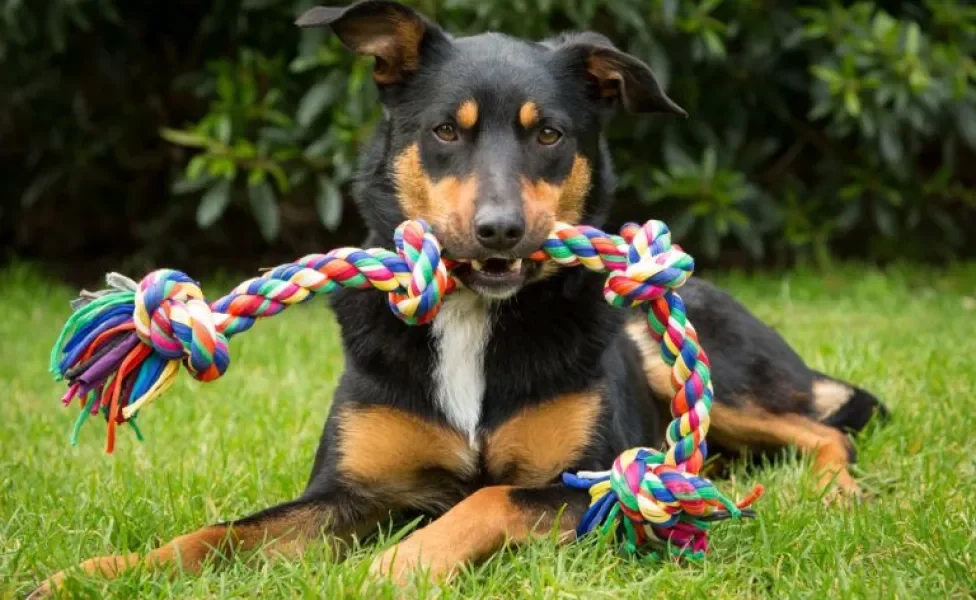 Um brinquedo de corda para cachorro tem várias utilidades, mas é importante ter certo cuidado com o acessório