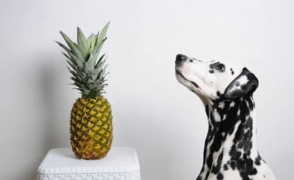 Pode dar abacaxi para cachorro ou a fruta faz mal? Descubra a resposta a seguir!