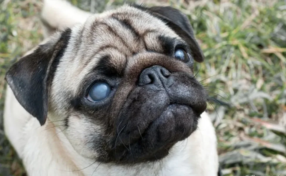 Glaucoma em cachorro: saiba como a doença pode se manifestar