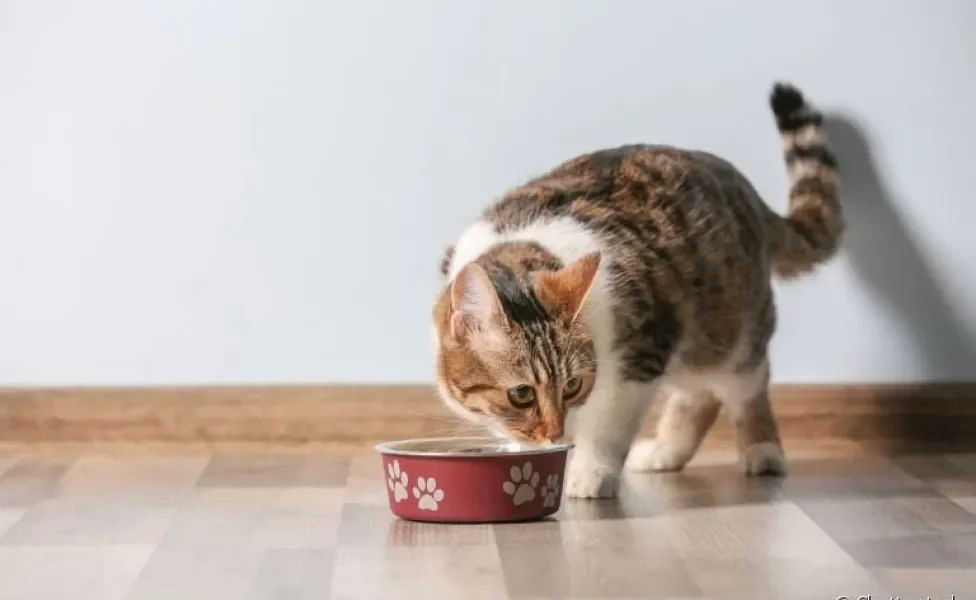 "Meu gato não come": veja o que você pode fazer para melhorar o apetite do bichano