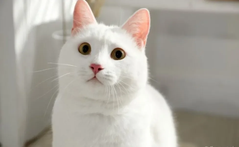 Conheça algumas raças de gatos brancos que têm tudo para conquistar seu coração!