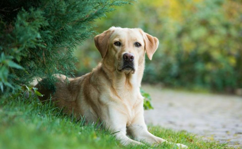 A torção gástrica em cães pode oferecer grandes riscos à saúde do seu amigo. Saiba mais sobre a doença abaixo! 