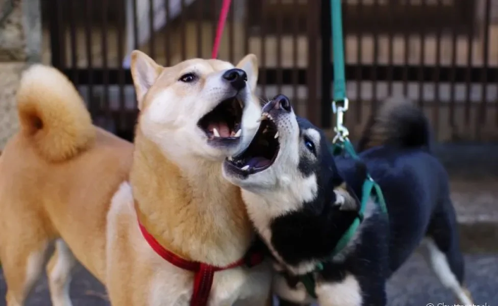 Briga de cachorro: aprenda como controlar o comportamento agressivo durante os passeios 