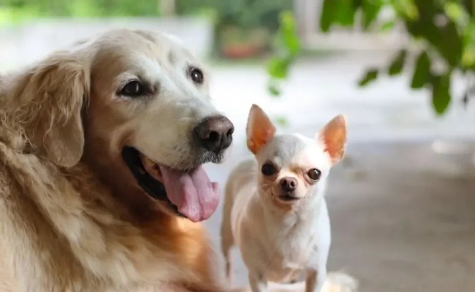 Será que o tamanho de cachorro realmente importa na hora de escolher um amigo de quatro patas? Descubra!