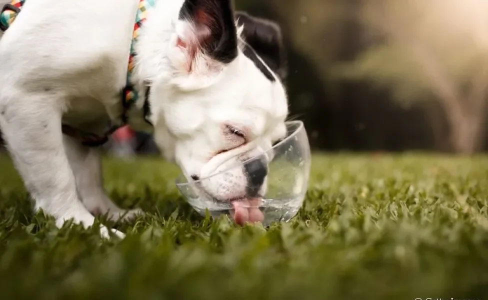  Cachorro tossindo após beber água pode indicar problemas mais sérios 
