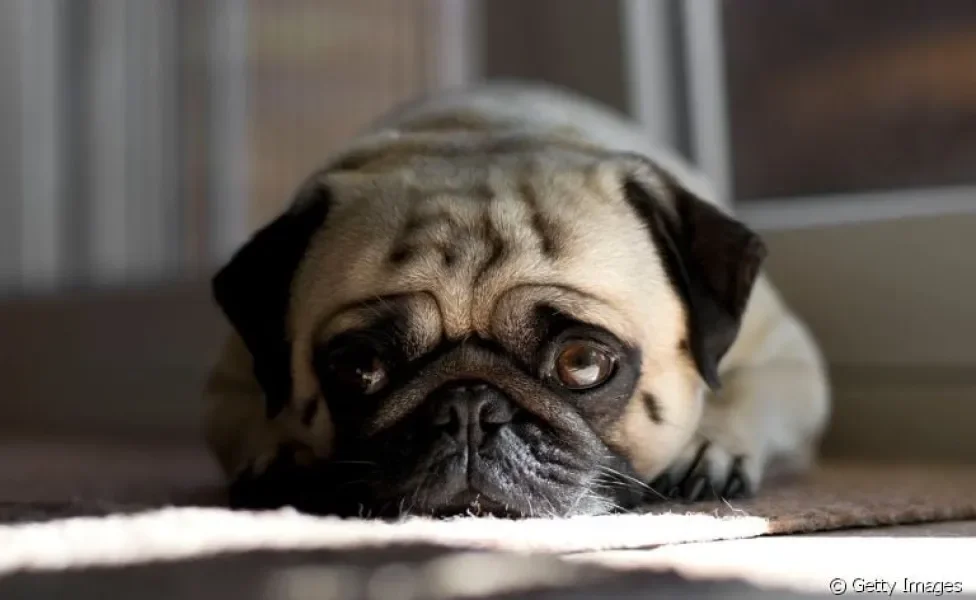 Cachorro quieto e triste: vários motivos podem estar por trás desse comportamento canino. Veja alguns deles!