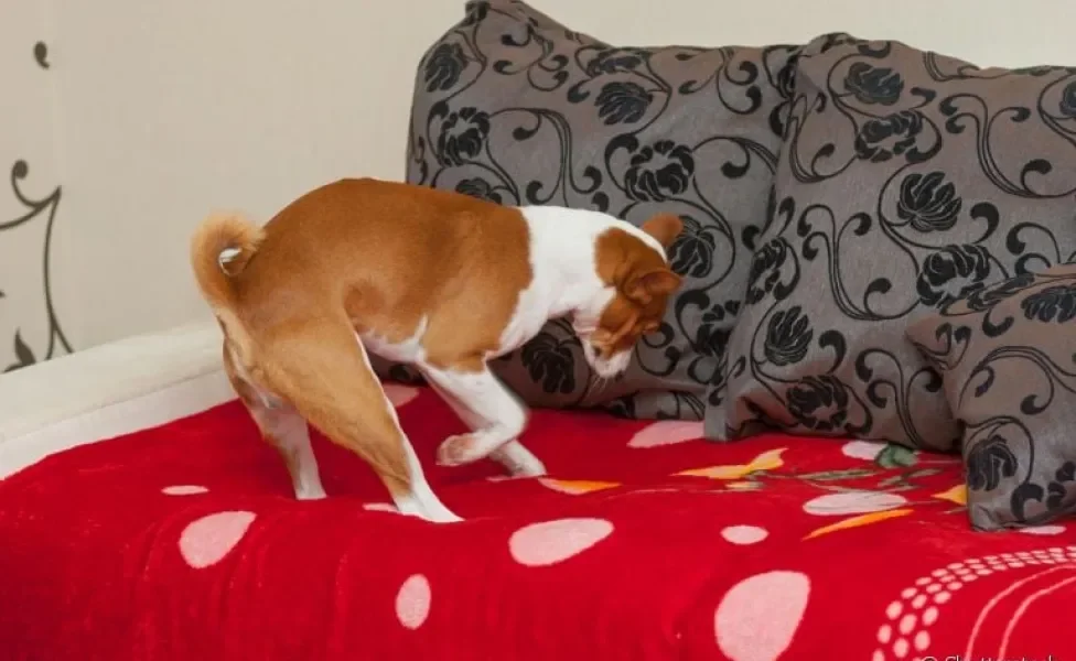 Já viu um cachorro cavando a cama antes de dormir? Descubra o motivo por trás desse comportamento!