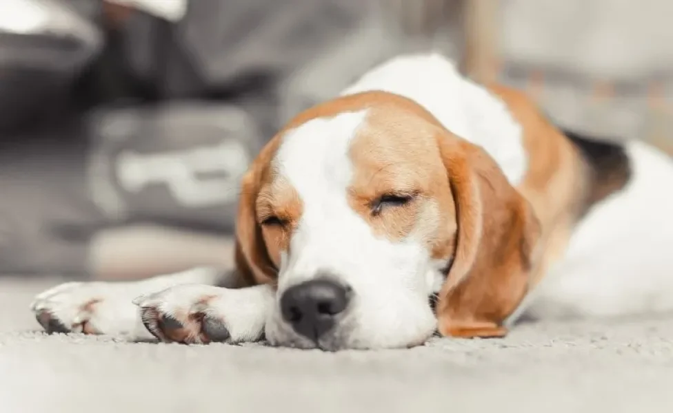 Cachorro dormindo: já parou para se perguntar sobre as horas de sono do seu cão?
