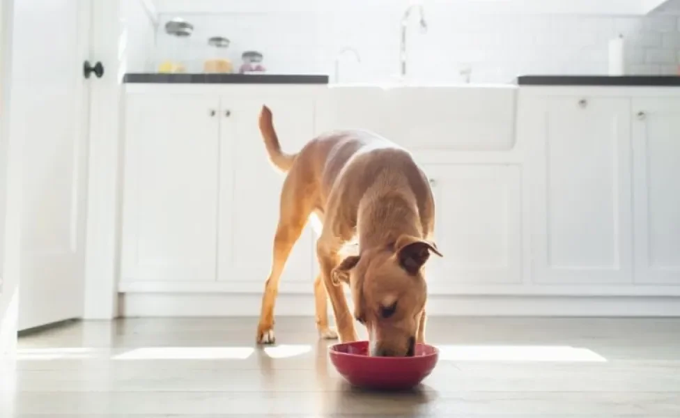 Ração úmida: cães não resistem a esse tipo de comida, que é muito gostosa e nutritiva