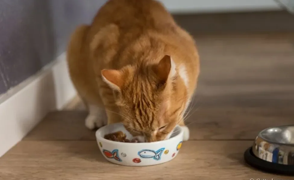  A alimentação do gato precisa ser de qualidade e na medida certa