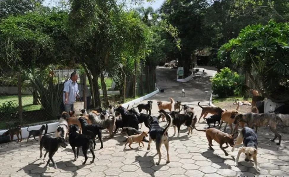 A AILA (Aliança Internacional do Animal), de São Paulo, já salvou a vida de mais de 120 mil pets