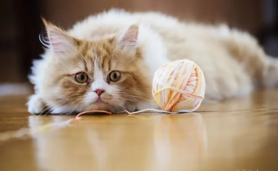 O novelo de lã para gatos está na lista de brinquedos favoritos dos felinos. Mas você sabe por quê?
